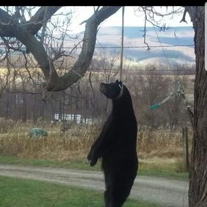 Meet your Posher, Donald